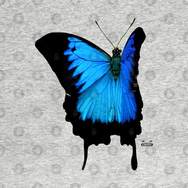 Morpho Butterfly / Swiss Artwork Photography by RaphaelWolf